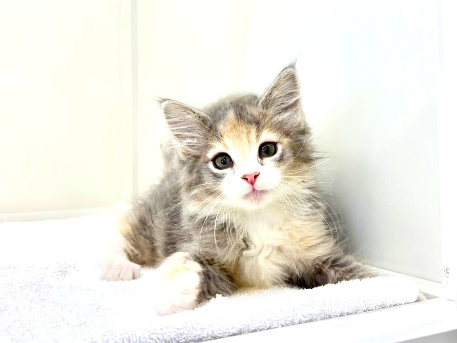 東京都のメインクーン (かねだい本町田店/2025年9月7日生まれ/女の子/ブルーパッチドタビーホワイト)の子猫の1枚目の画像