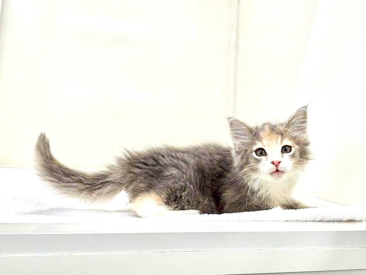 東京都のメインクーン (かねだい本町田店/2025年9月7日生まれ/女の子/ブルーパッチドタビーホワイト)の子猫の2枚目の画像