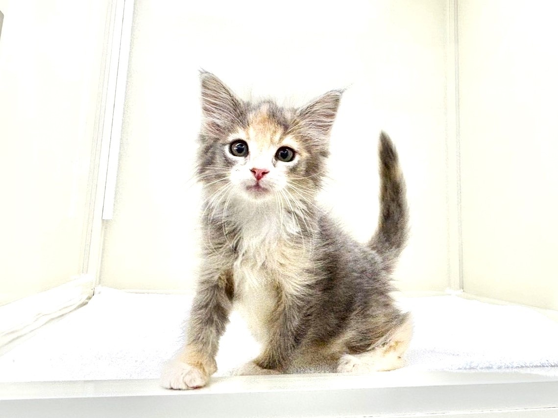 東京都のメインクーン (かねだい本町田店/2025年9月7日生まれ/女の子/ブルーパッチドタビーホワイト)の子猫の3枚目の画像