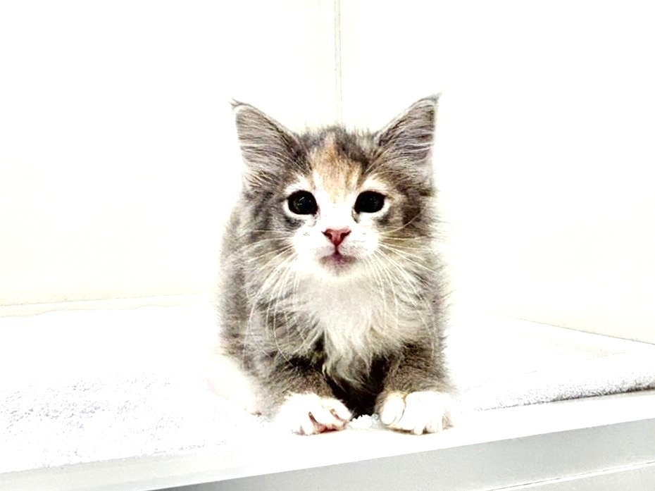 東京都のメインクーン (かねだい本町田店/2025年9月7日生まれ/女の子/ブルーパッチドタビーホワイト)の子猫の4枚目の画像