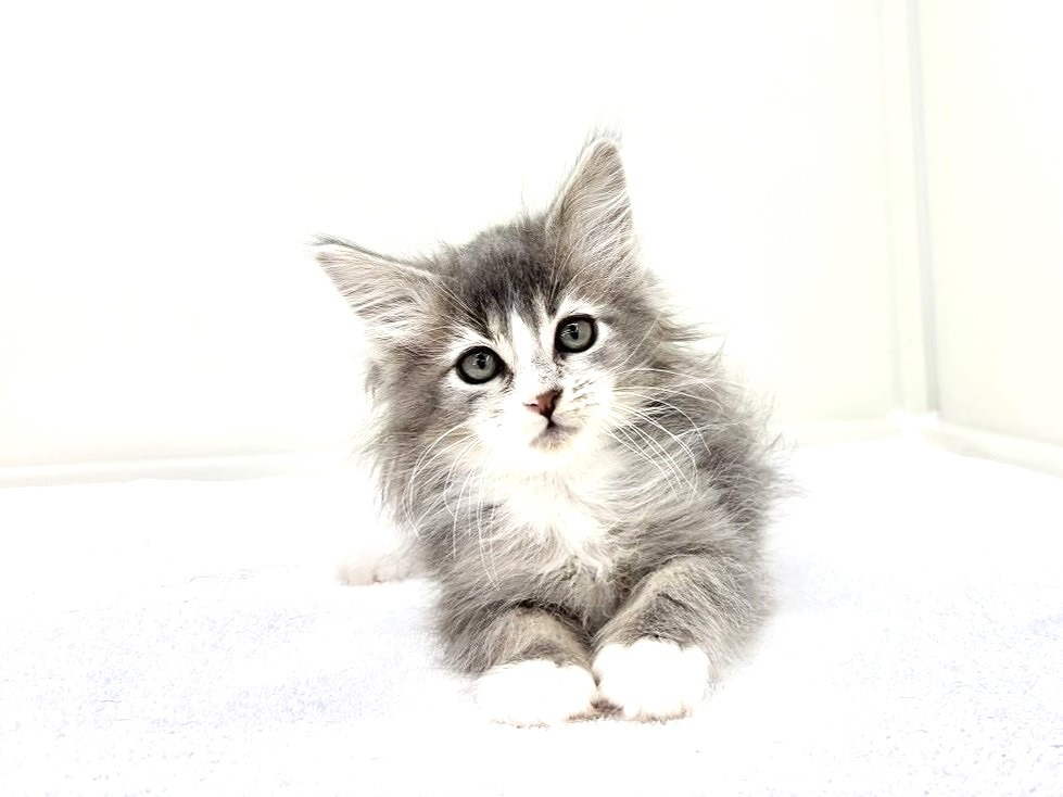 東京都のメインクーン (かねだい本町田店/2025年9月7日生まれ/男の子/ブルーホワイト)の子猫の1枚目の画像