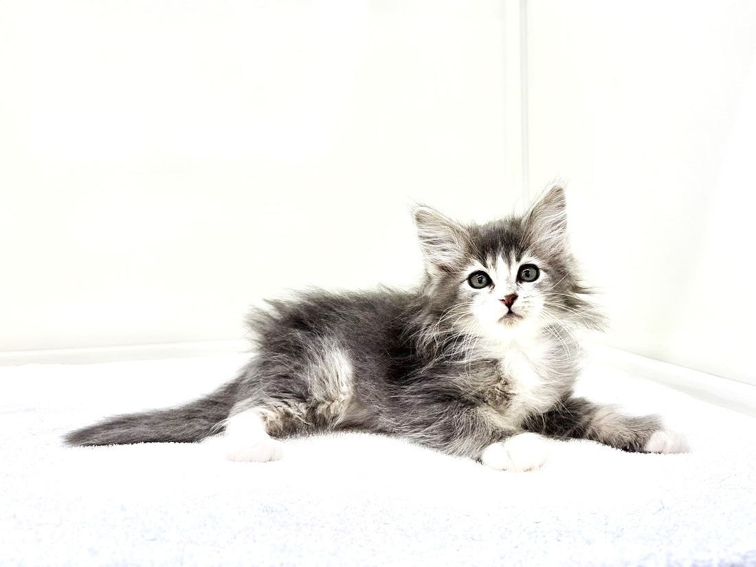 東京都のメインクーン (かねだい本町田店/2025年9月7日生まれ/男の子/ブルーホワイト)の子猫の2枚目の画像