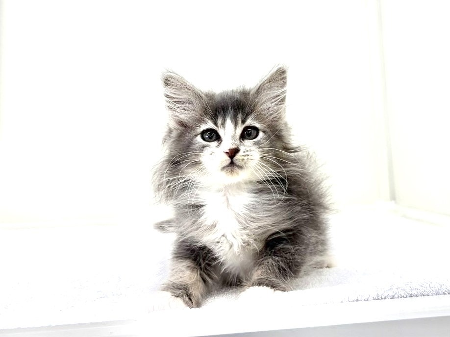 東京都のメインクーン (かねだい本町田店/2025年9月7日生まれ/男の子/ブルーホワイト)の子猫の3枚目の画像