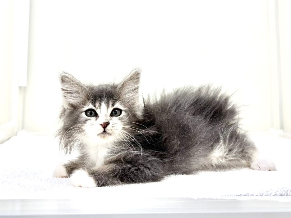 東京都のメインクーン (かねだい本町田店/2025年9月7日生まれ/男の子/ブルーホワイト)の子猫の4枚目の画像