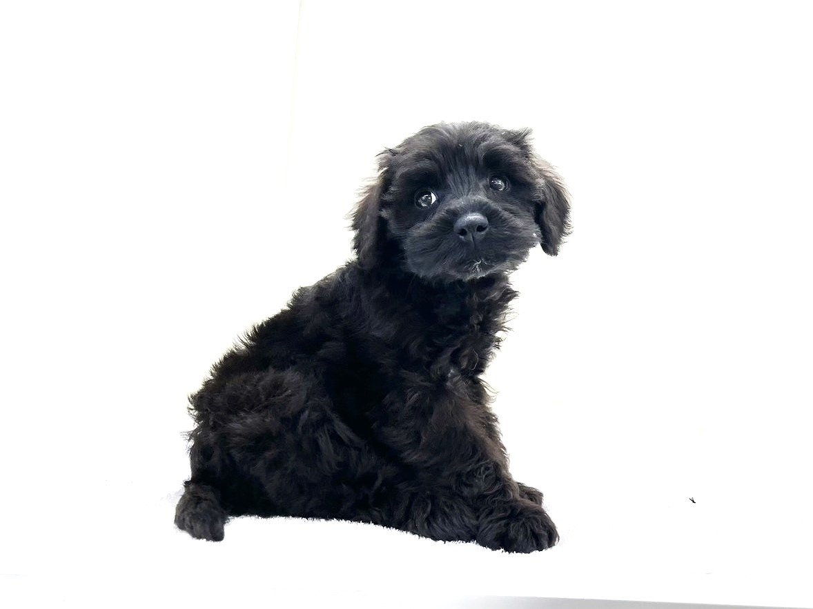 東京都のシュナプー(シュナウザー×プードル) (かねだい本町田店/2025年9月7日生まれ/男の子/ブラック)の子犬の3枚目の画像