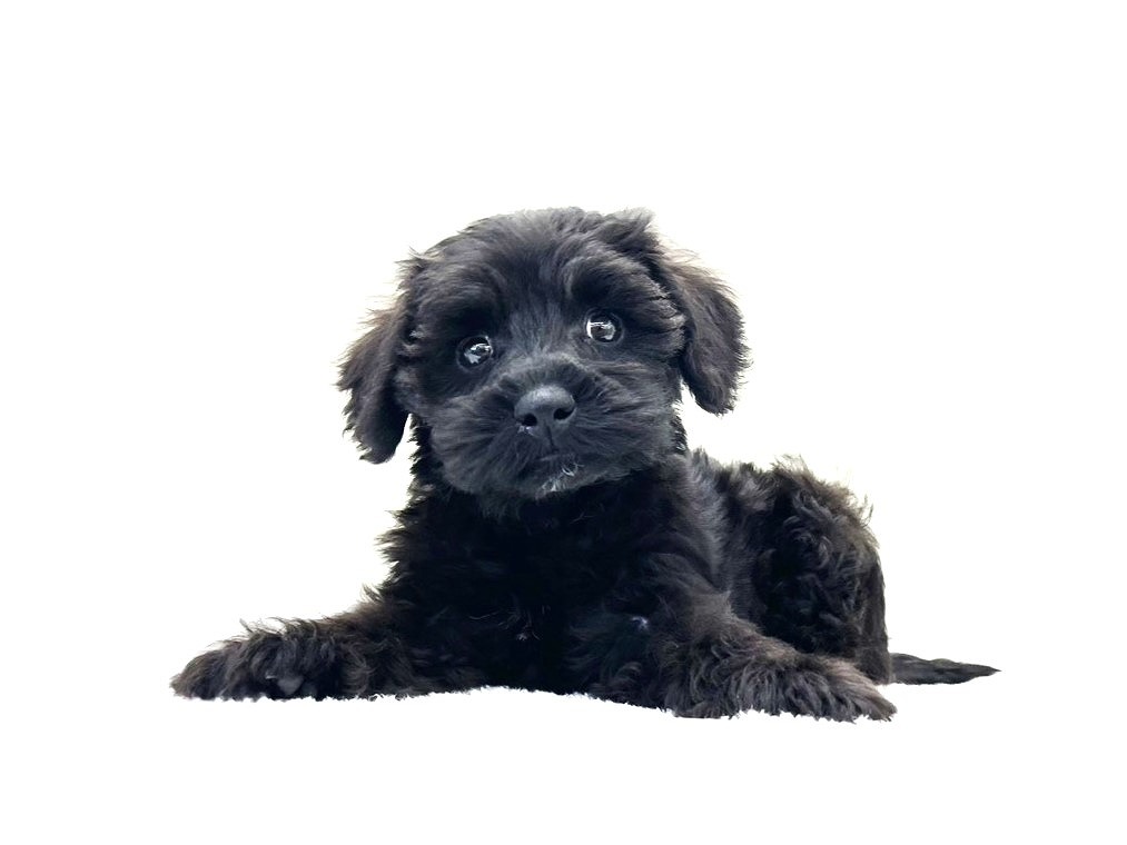 東京都のシュナプー(シュナウザー×プードル) (かねだい本町田店/2025年9月7日生まれ/男の子/ブラック)の子犬の4枚目の画像