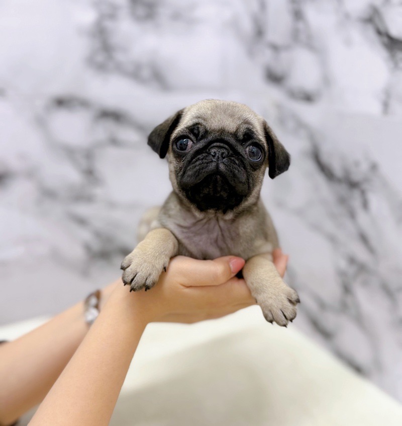 神奈川県のパグ (かねだい東戸塚店/2025年9月6日生まれ/女の子/フォーン)の子犬の2枚目の画像