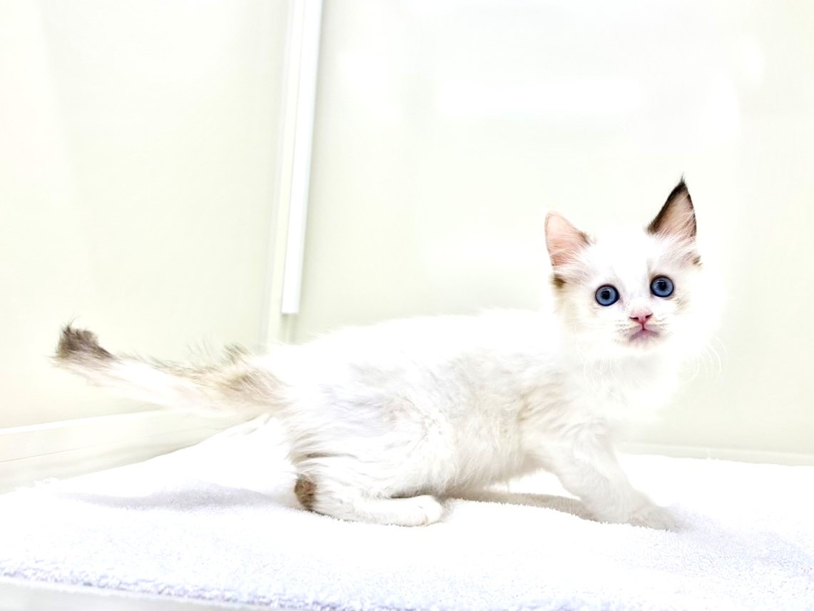 東京都のラグドール (かねだい本町田店/2025年8月25日生まれ/女の子/ブルーポイントバイカラー)の子猫の2枚目の画像