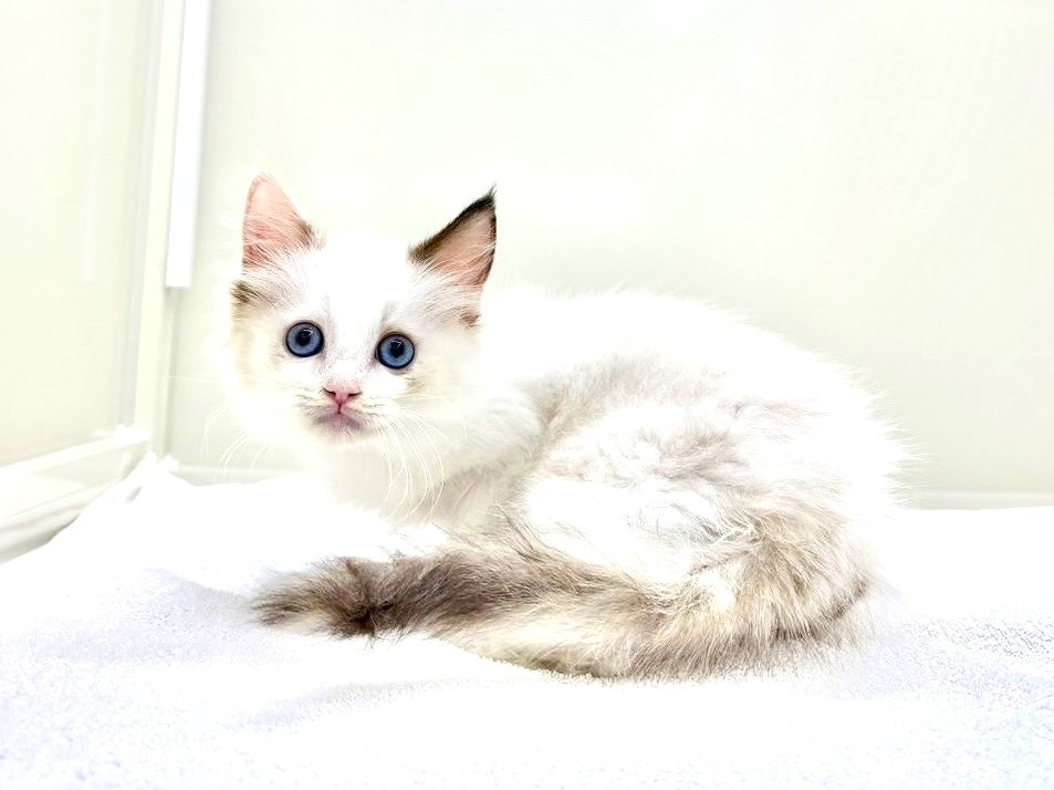 東京都のラグドール (かねだい本町田店/2025年8月25日生まれ/女の子/ブルーポイントバイカラー)の子猫の3枚目の画像