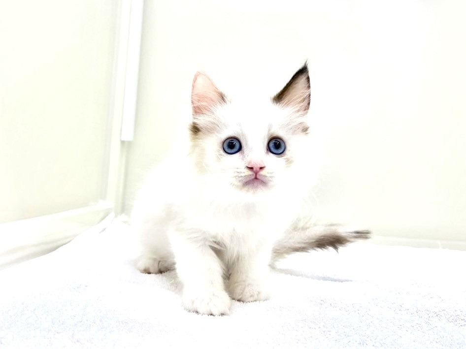 東京都のラグドール (かねだい本町田店/2025年8月25日生まれ/女の子/ブルーポイントバイカラー)の子猫の4枚目の画像