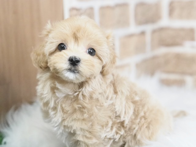 埼玉県のマルプー(マルチーズ×プードル) (かねだい戸田店/2025年9月4日生まれ/女の子/アプリコット)の子犬