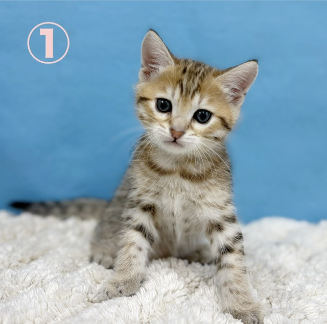 千葉県のハーフ猫・ミックス猫 (かねだい四街道店/2025年9月22日生まれ/男の子/ブラウンタビー)の子猫の1枚目の画像