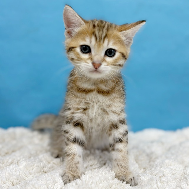 千葉県のハーフ猫・ミックス猫 (かねだい四街道店/2025年9月22日生まれ/男の子/ブラウンタビー)の子猫の2枚目の画像