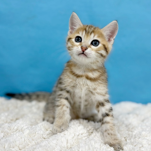 千葉県のハーフ猫・ミックス猫 (かねだい四街道店/2025年9月22日生まれ/男の子/ブラウンタビー)の子猫の3枚目の画像