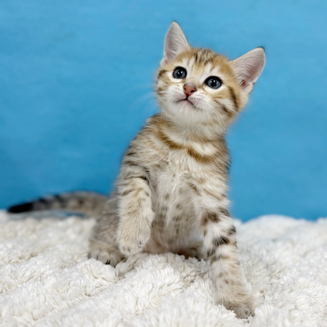 千葉県のハーフ猫・ミックス猫 (かねだい四街道店/2025年9月22日生まれ/男の子/ブラウンタビー)の子猫の4枚目の画像