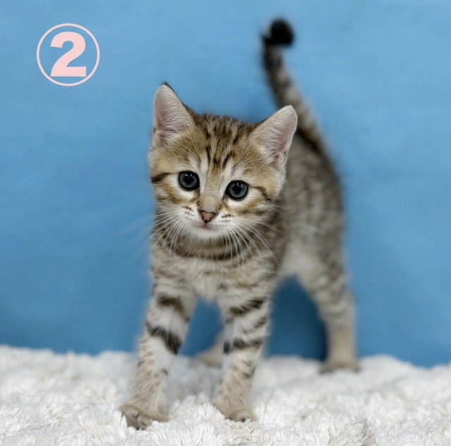 千葉県のハーフ猫・ミックス猫 (かねだい四街道店/2025年9月22日生まれ/男の子/ブラウンタビー)の子猫の1枚目の画像