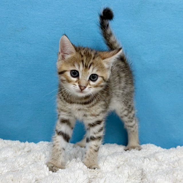 千葉県のハーフ猫・ミックス猫 (かねだい四街道店/2025年9月22日生まれ/男の子/ブラウンタビー)の子猫の4枚目の画像