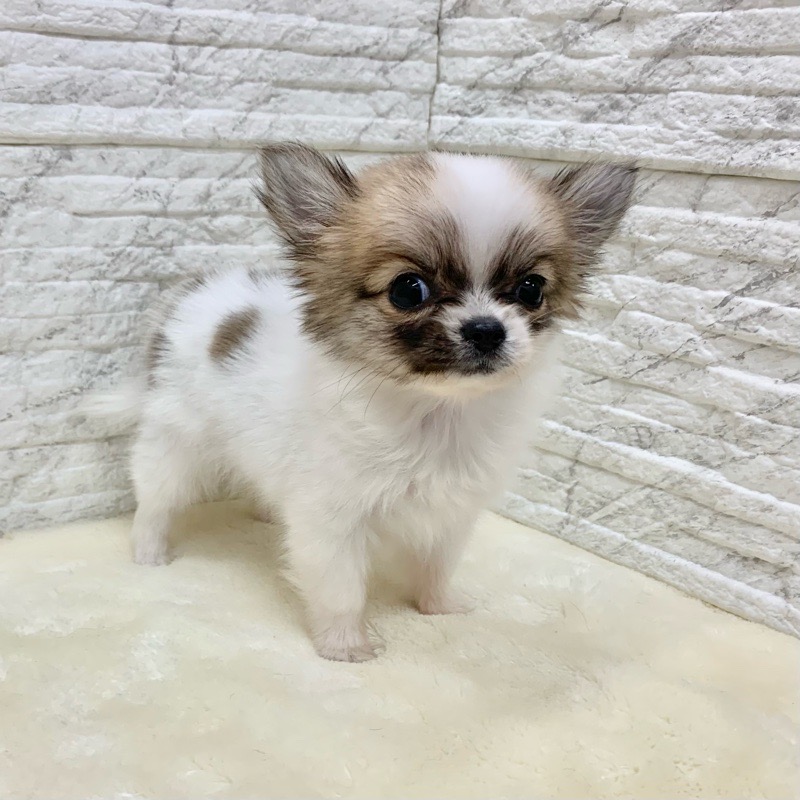 価格の安い犬mix 父 ロングコート チワワ 母 ポメラニアン 11 4写真更新 動画あり 株式会社かねだい