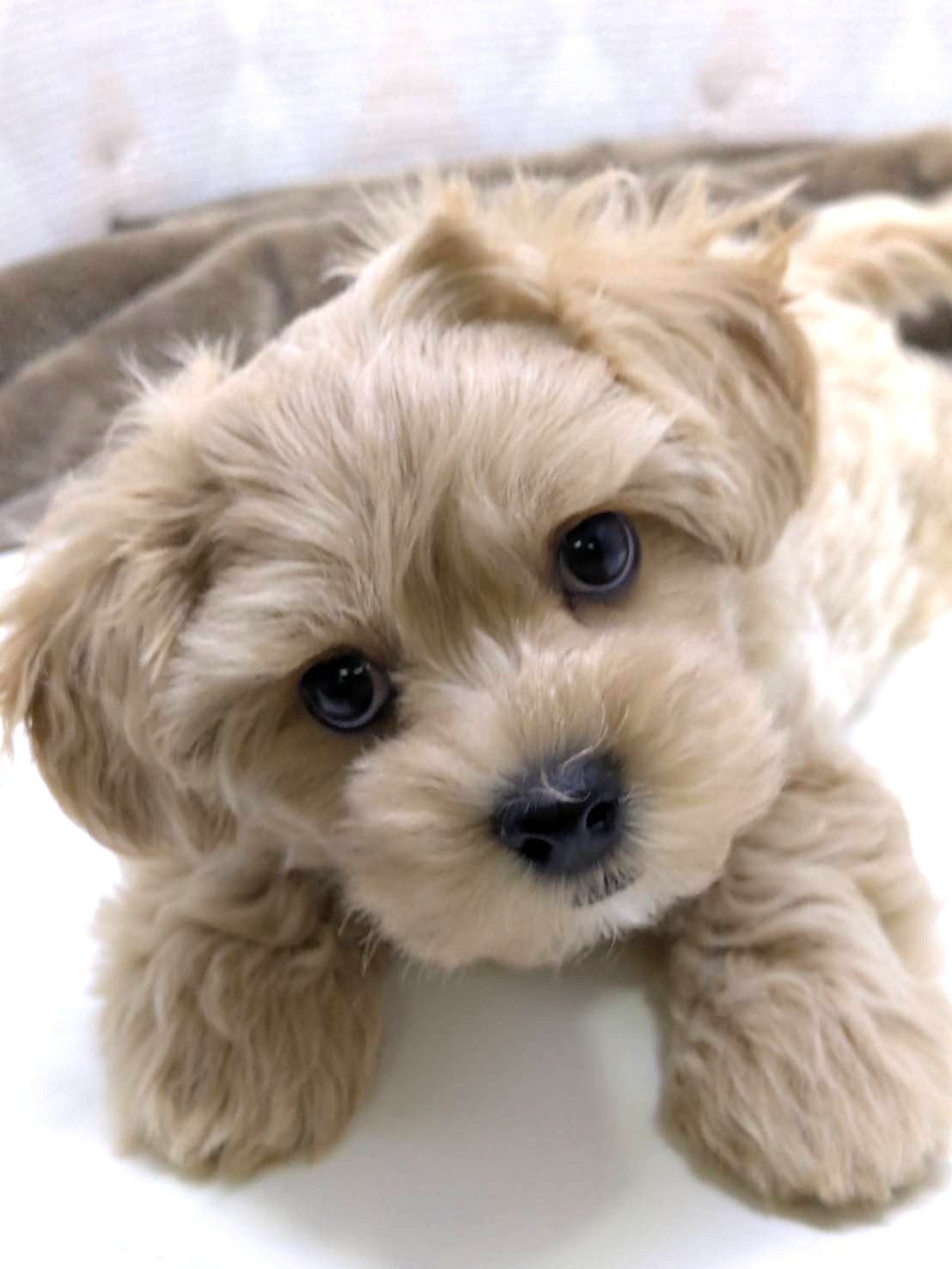 茨城県のマルチーズ×トイプードルMix　マルプー (かねだいペットトライアル利根川/2025年8月16日生まれ/男の子/クリーム)の子犬の4枚目の画像