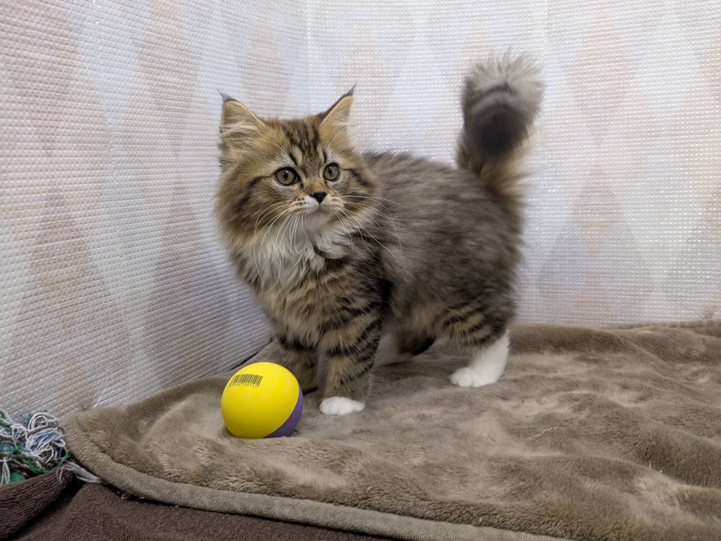 茨城県のハーフ猫・ミックス猫 (かねだいペットトライアル利根川/2025年8月3日生まれ/男の子/ブラウンタビーホワイト)の子猫の2枚目の画像