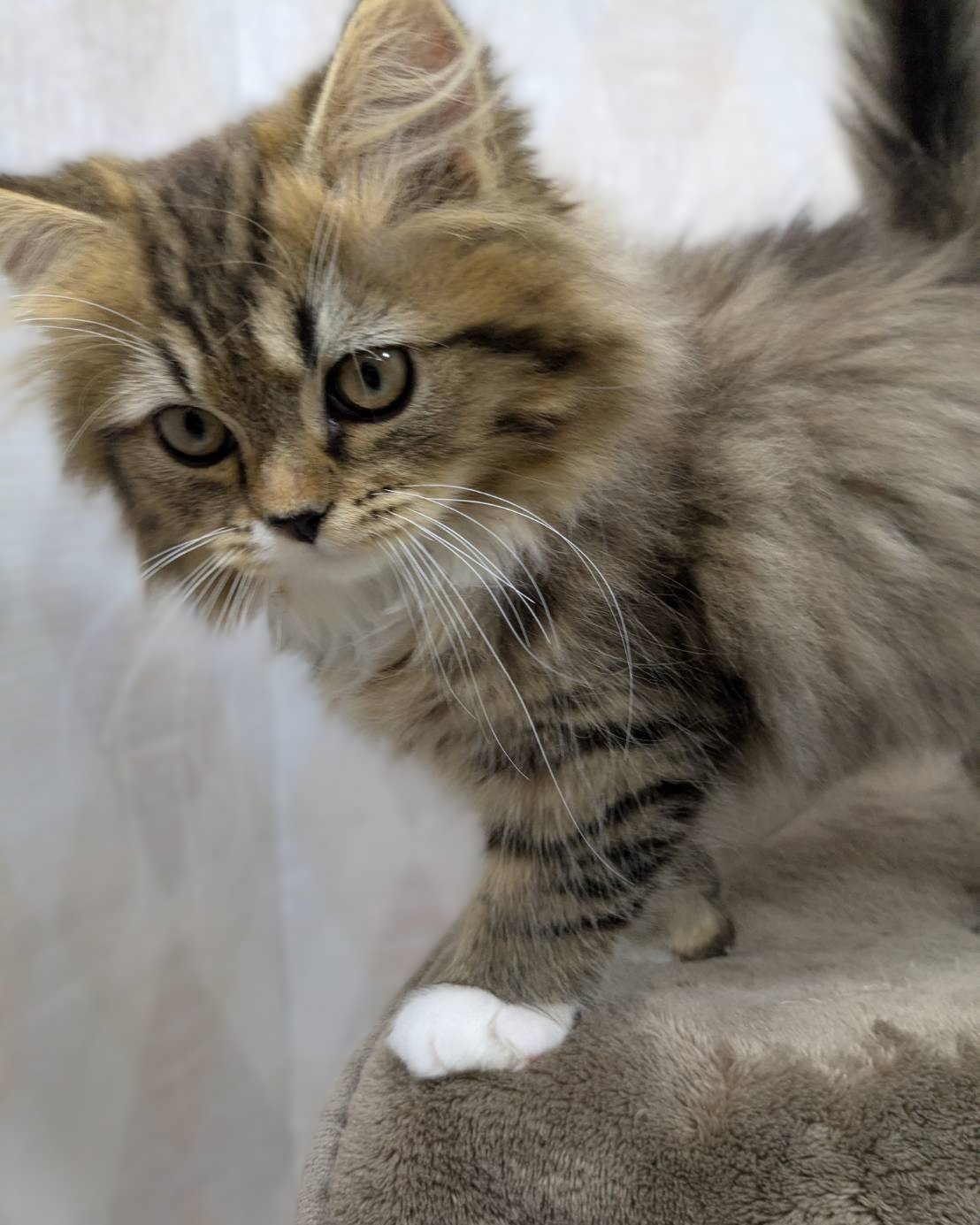 茨城県のハーフ猫・ミックス猫 (かねだいペットトライアル利根川/2025年8月3日生まれ/男の子/ブラウンタビーホワイト)の子猫の3枚目の画像