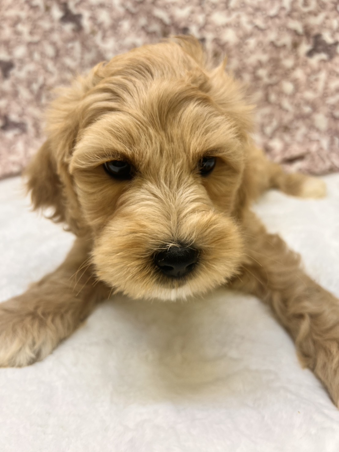 茨城県のハーフ犬・ミックス犬 (かねだいペットトライアル利根川/2025年8月29日生まれ/女の子/ゴールド)の子犬の1枚目の画像