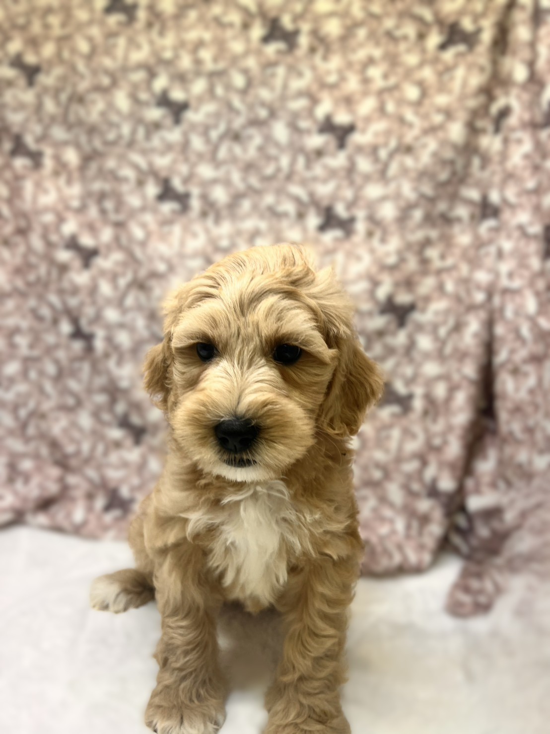 茨城県のハーフ犬・ミックス犬 (かねだいペットトライアル利根川/2025年8月29日生まれ/女の子/ゴールド)の子犬の2枚目の画像