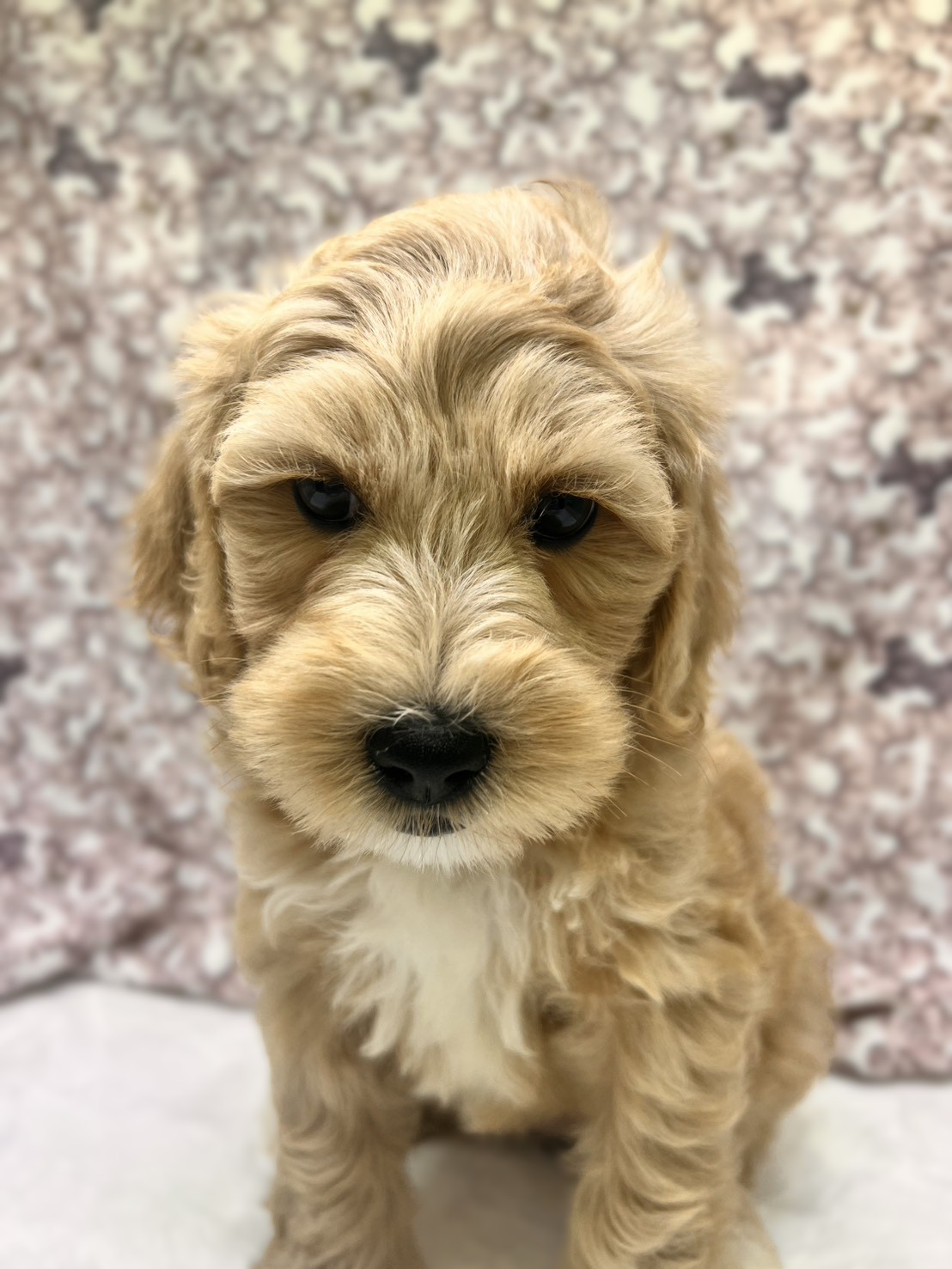 茨城県のハーフ犬・ミックス犬 (かねだいペットトライアル利根川/2025年8月29日生まれ/女の子/ゴールド)の子犬の3枚目の画像