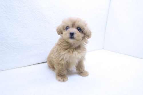 神奈川県のペキプー(ペキニーズ×プードル) (かねだい海老名店/2025年9月3日生まれ/女の子/レッド)の子犬の1枚目の画像