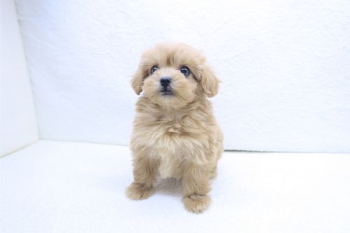 神奈川県のペキプー(ペキニーズ×プードル) (かねだい海老名店/2025年9月3日生まれ/女の子/レッド)の子犬の2枚目の画像