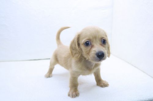 神奈川県のミニチュアダックスフンド(ロング) (かねだい海老名店/2025年9月6日生まれ/女の子/ゴールド)の子犬