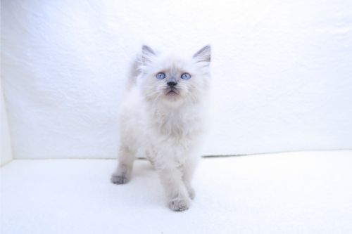 神奈川県のラグドール (かねだい海老名店/2025年9月5日生まれ/女の子/ブルーポイント)の子猫の1枚目の画像