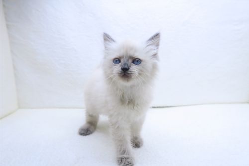 神奈川県のラグドール (かねだい海老名店/2025年9月5日生まれ/女の子/ブルーポイント)の子猫の2枚目の画像