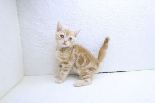 神奈川県のアメリカンショートヘアー (かねだい海老名店/2025年9月1日生まれ/男の子/レッドタビー)の子猫の1枚目の画像