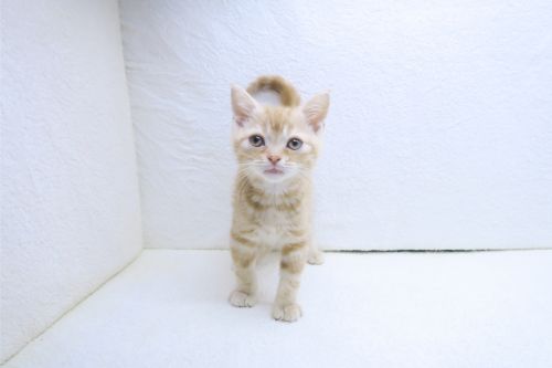 神奈川県のアメリカンショートヘアー (かねだい海老名店/2025年9月1日生まれ/男の子/レッドタビー)の子猫の2枚目の画像