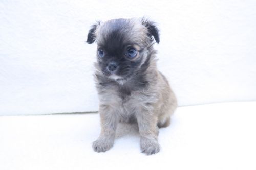 神奈川県のポメチワ/チワポメ/ポメチー(ポメラニアン×チワワ) (かねだい海老名店/2025年9月6日生まれ/女の子/レッドフォーン)の子犬の2枚目の画像