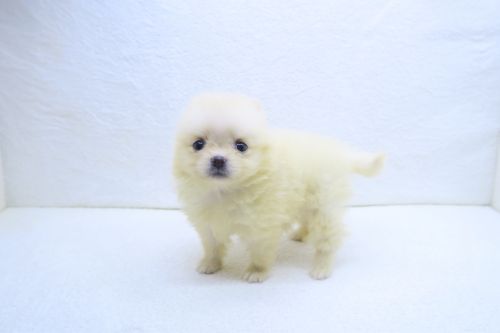 神奈川県のポメラニアン (かねだい海老名店/2025年9月6日生まれ/女の子/クリーム)の子犬の1枚目の画像