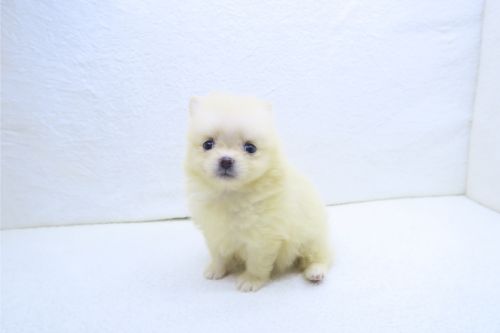 神奈川県のポメラニアン (かねだい海老名店/2025年9月6日生まれ/女の子/クリーム)の子犬の2枚目の画像