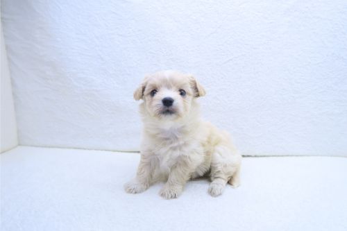 神奈川県のチワマル/マルチワ(チワワ×マルチーズ) (かねだい海老名店/2025年9月6日生まれ/女の子/クリーム)の子犬の1枚目の画像