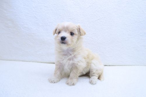 神奈川県のチワマル/マルチワ(チワワ×マルチーズ) (かねだい海老名店/2025年9月6日生まれ/女の子/クリーム)の子犬の2枚目の画像