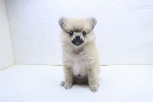 神奈川県のポメラニアン (かねだい海老名店/2025年9月5日生まれ/男の子/クリームセーブル)の子犬の1枚目の画像
