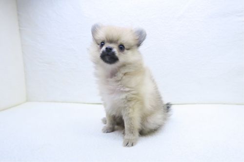 神奈川県のポメラニアン (かねだい海老名店/2025年9月5日生まれ/男の子/クリームセーブル)の子犬の2枚目の画像