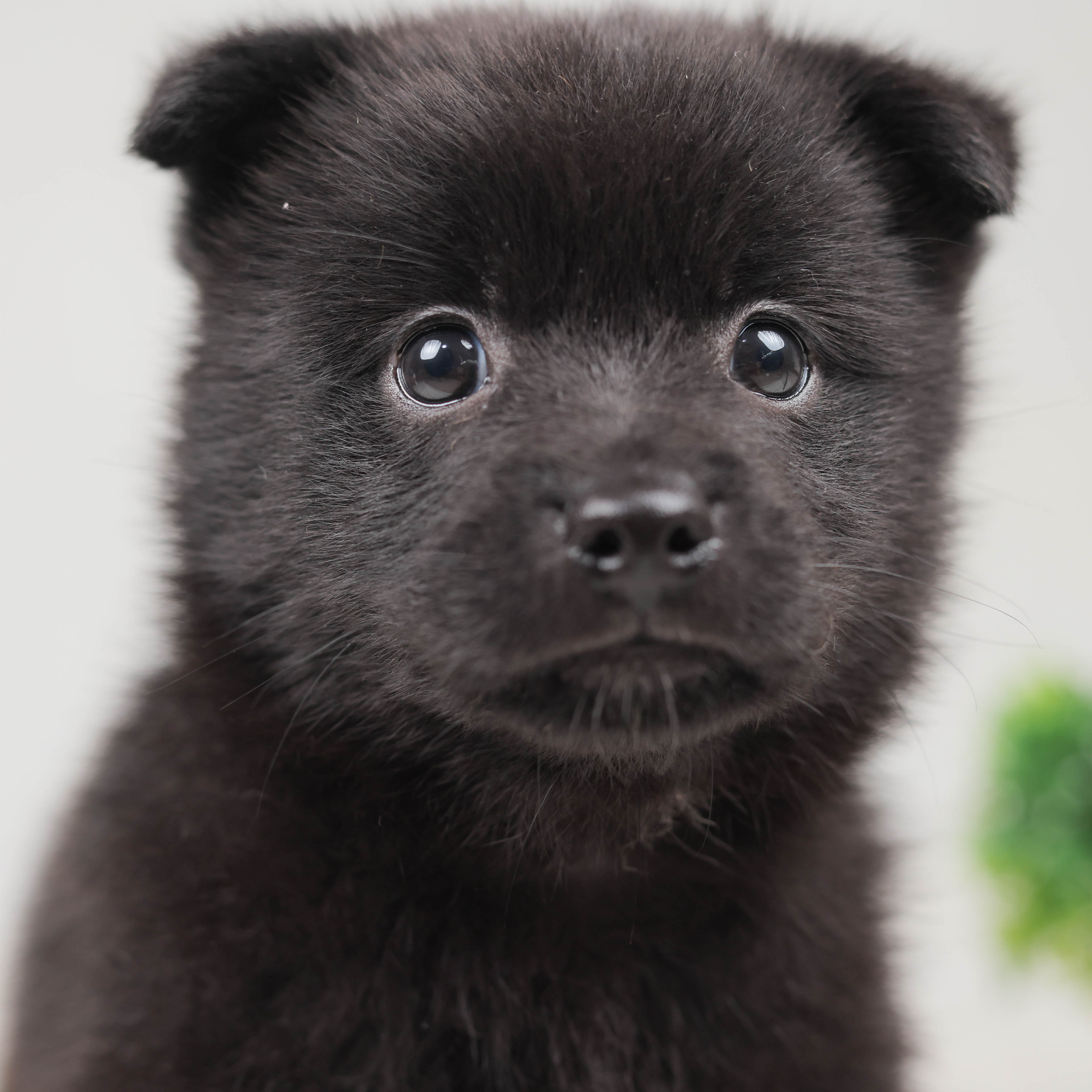 価格の安いミックス 株式会社かねだい