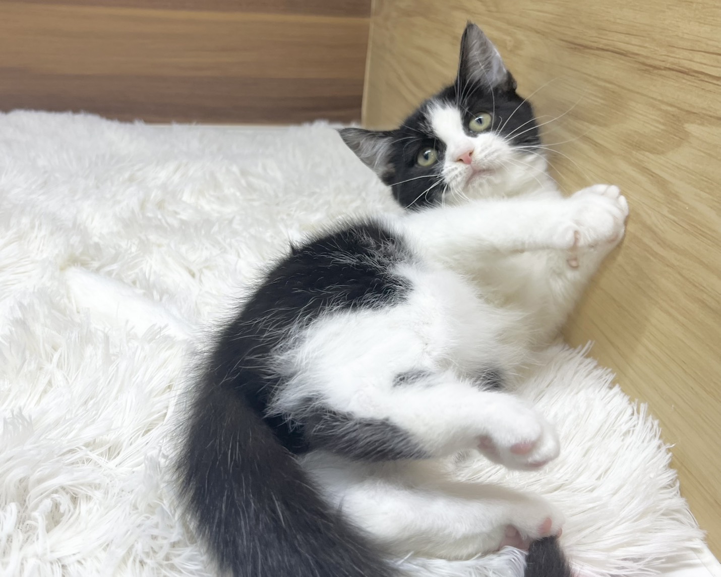 群馬県のハーフ猫・ミックス猫 (かねだいペットトライアル桐生/2025年8月20日生まれ/女の子/ブラックホワイト)の子猫の4枚目の画像