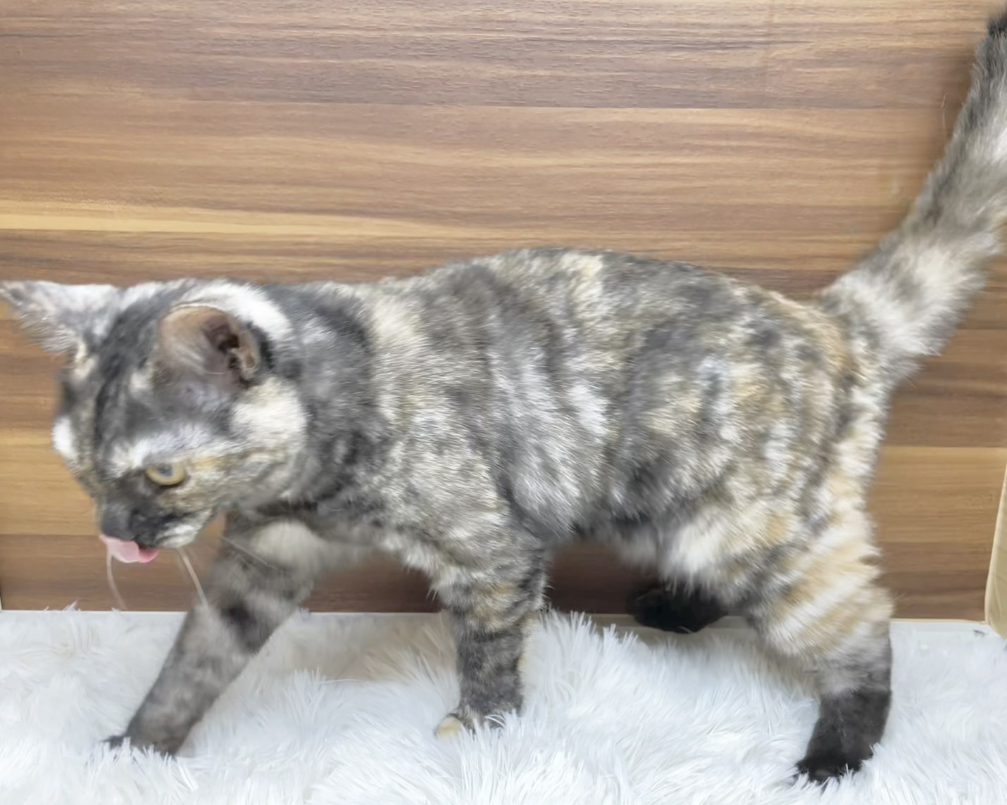 群馬県のマンチカン (かねだいペットトライアル桐生/2025年4月21日生まれ/女の子/トーティーシェル)の子猫の2枚目の画像