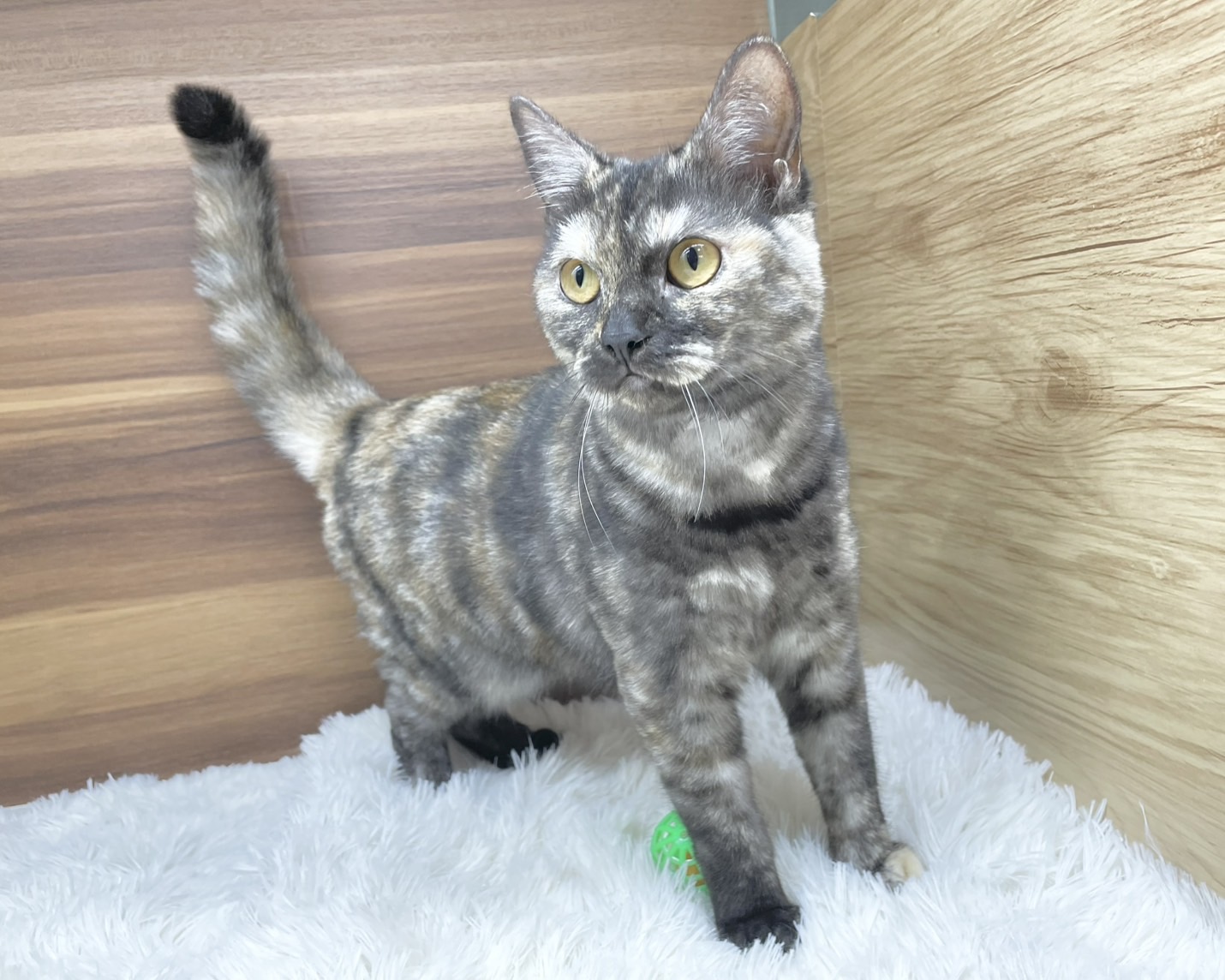 群馬県のマンチカン (かねだいペットトライアル桐生/2025年4月21日生まれ/女の子/トーティーシェル)の子猫の3枚目の画像