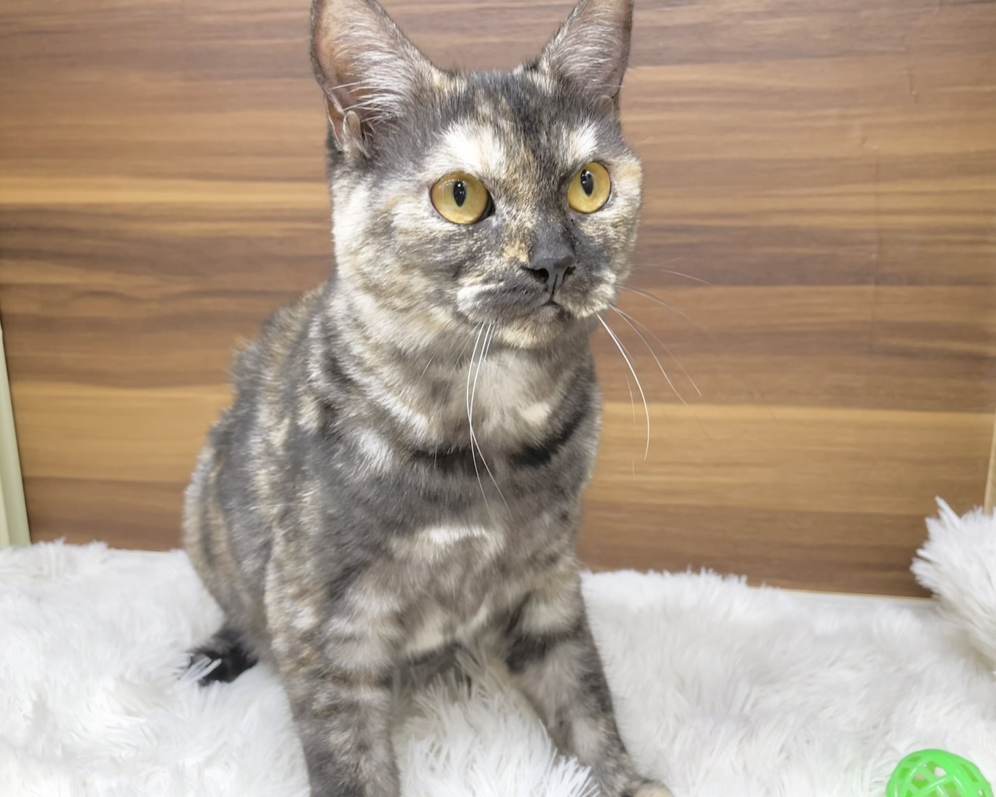 群馬県のマンチカン (かねだいペットトライアル桐生/2025年4月21日生まれ/女の子/トーティーシェル)の子猫の1枚目の画像