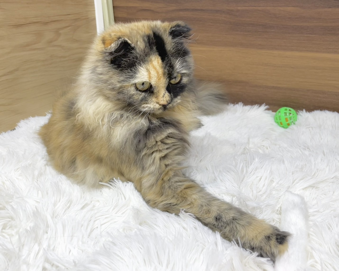 群馬県のスコティッシュフォールド (かねだいペットトライアル桐生/2025年5月18日生まれ/女の子/トーティー)の子猫の3枚目の画像