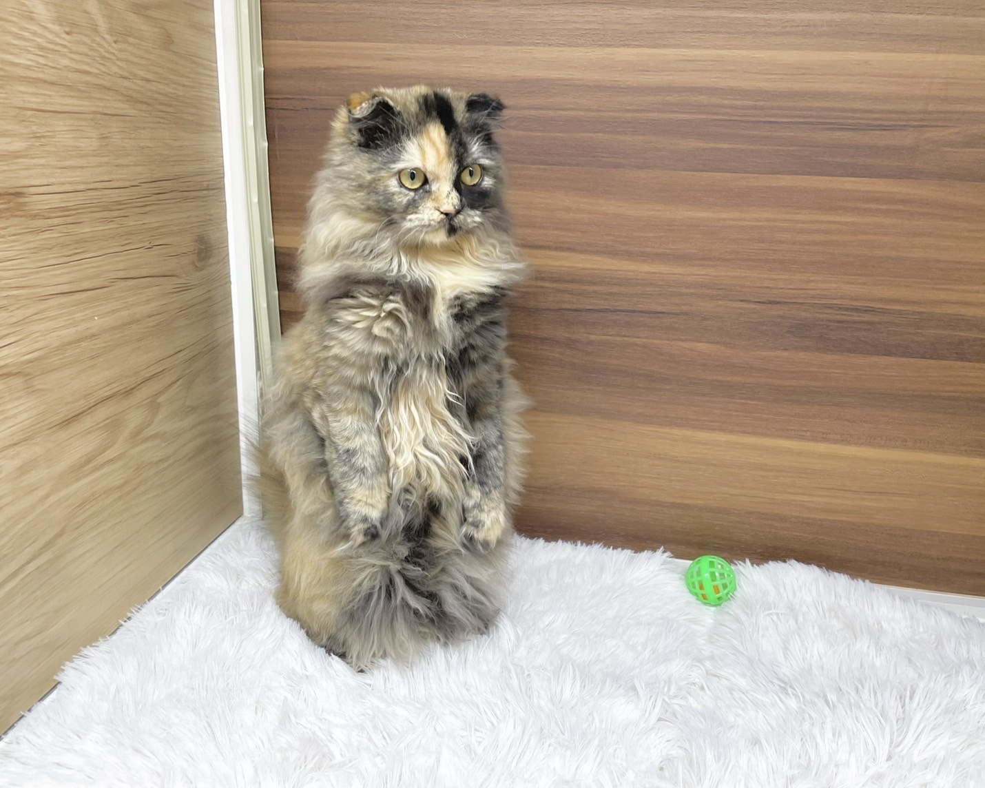 群馬県のスコティッシュフォールド (かねだいペットトライアル桐生/2025年5月18日生まれ/女の子/トーティー)の子猫の4枚目の画像