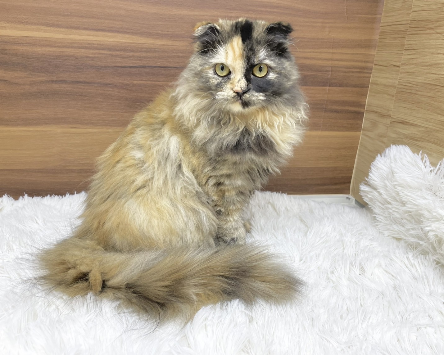 群馬県のスコティッシュフォールド (かねだいペットトライアル桐生/2025年5月18日生まれ/女の子/トーティー)の子猫の1枚目の画像